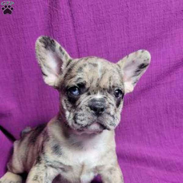 Sasha, French Bulldog Mix Puppy