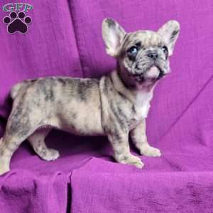 Sasha, French Bulldog Mix Puppy