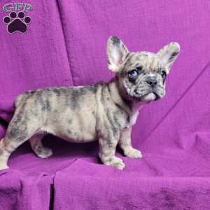 Sasha, French Bulldog Mix Puppy