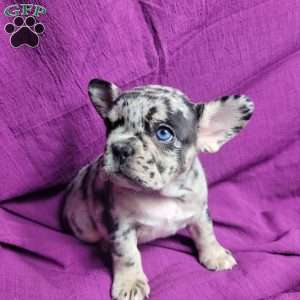 Sage, French Bulldog Mix Puppy