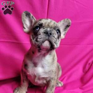 Sasha, French Bulldog Mix Puppy