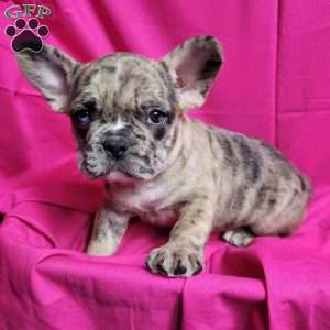 Sasha, French Bulldog Mix Puppy