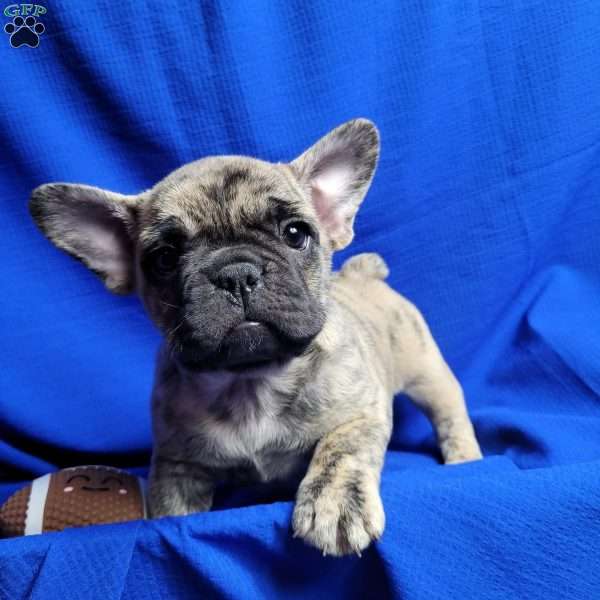 Gus, French Bulldog Mix Puppy