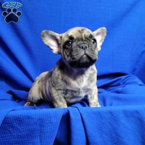 Gus, French Bulldog Mix Puppy