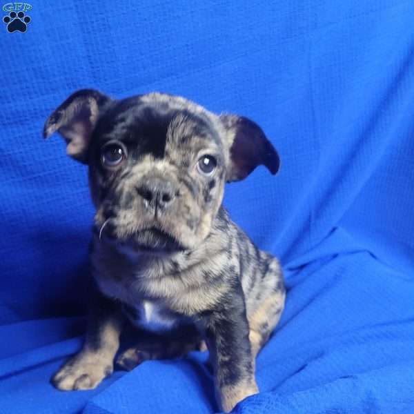 Rocky, French Bulldog Mix Puppy