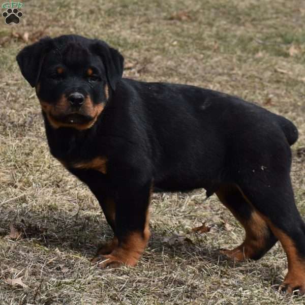 Ryker, Rottweiler Puppy