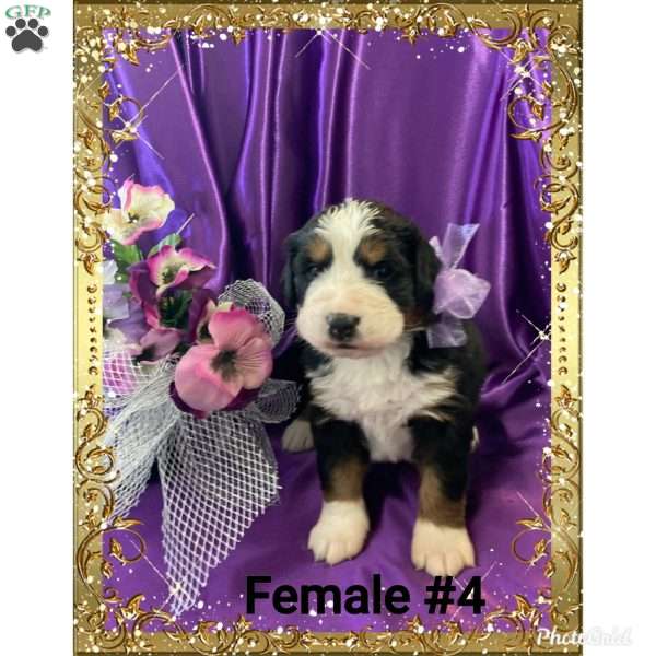 Dazzle, Bernese Mountain Dog Puppy