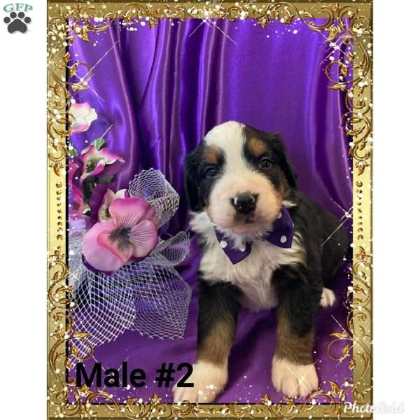 Dax, Bernese Mountain Dog Puppy