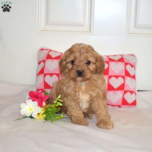 Rex, Cavapoo Puppy