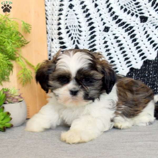 Rex, Shih Tzu Puppy