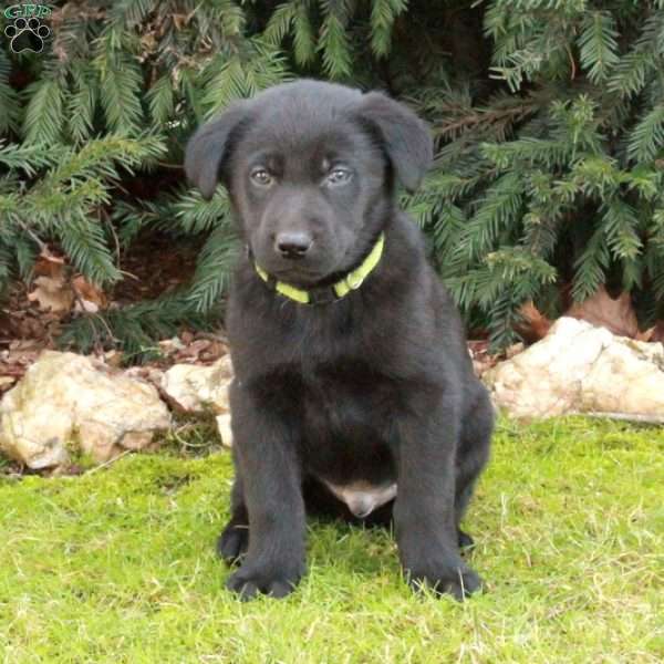 Rex, German Shepherd Mix Puppy