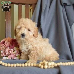 Rex, Maltipoo Puppy