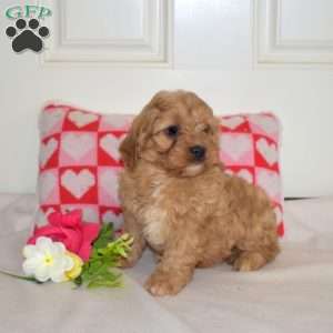 Rex, Cavapoo Puppy