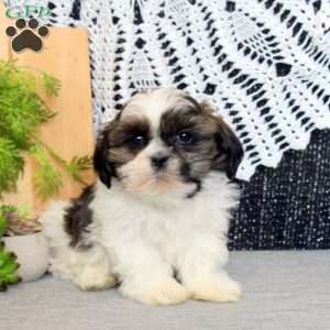 Rex, Shih Tzu Puppy