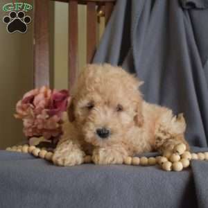 Rex, Maltipoo Puppy