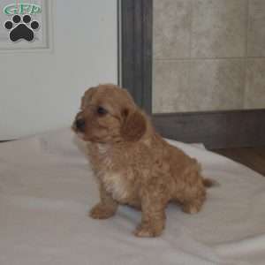 Rex, Cavapoo Puppy