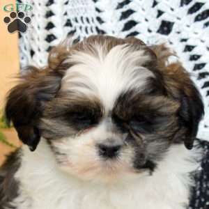 Rex, Shih Tzu Puppy