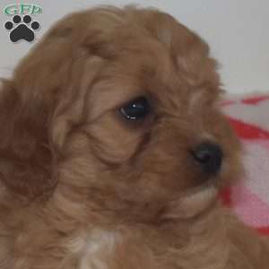 Rex, Cavapoo Puppy