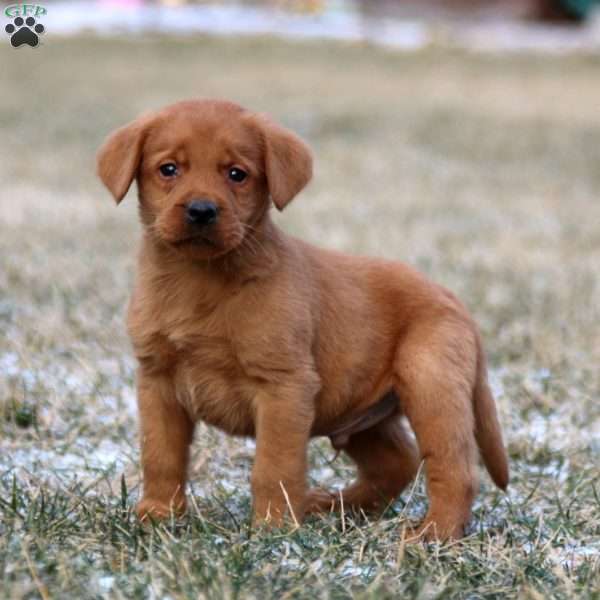 Rex, Fox Red Labrador Retriever Puppy