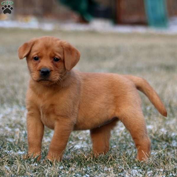 Rhonda, Fox Red Labrador Retriever Puppy