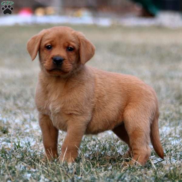 Rianna, Fox Red Labrador Retriever Puppy