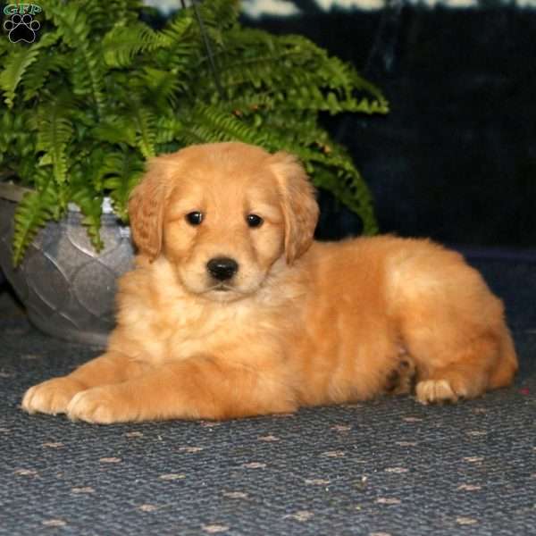 Rianna, Golden Retriever Puppy