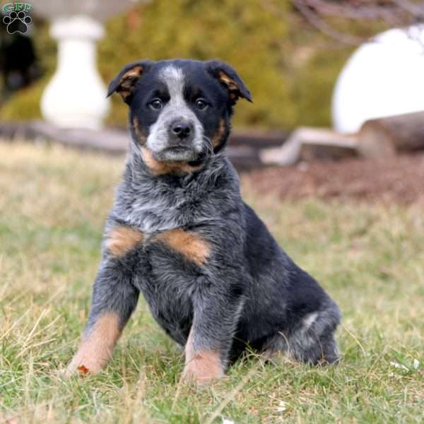 Rianna, Blue Heeler – Australian Cattle Dog Puppy