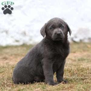 Rianna, Charcoal Labrador Retriever Puppy