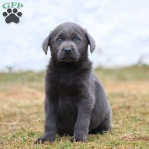 Rianna, Charcoal Labrador Retriever Puppy