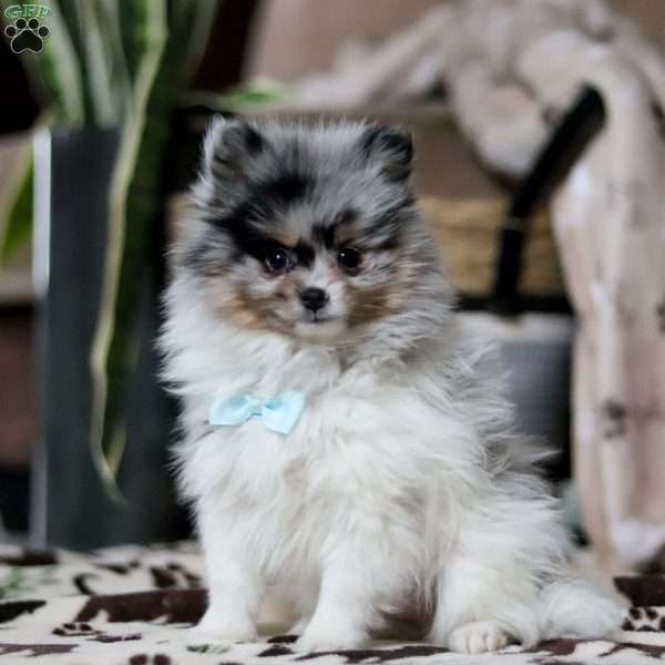 Ricky, Pomeranian Puppy