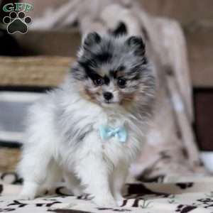 Ricky, Pomeranian Puppy