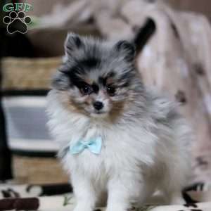 Ricky, Pomeranian Puppy