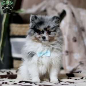 Ricky, Pomeranian Puppy