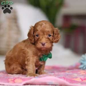 Riley, Cockapoo Puppy