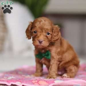 Riley, Cockapoo Puppy