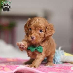 Riley, Cockapoo Puppy