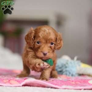 Riley, Cockapoo Puppy