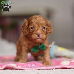 Riley, Cockapoo Puppy