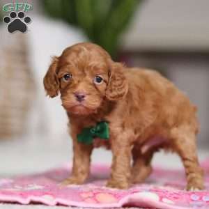 Riley, Cockapoo Puppy