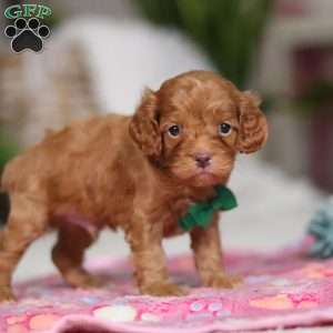 Riley, Cockapoo Puppy