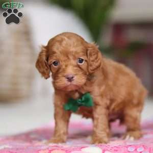 Riley, Cockapoo Puppy