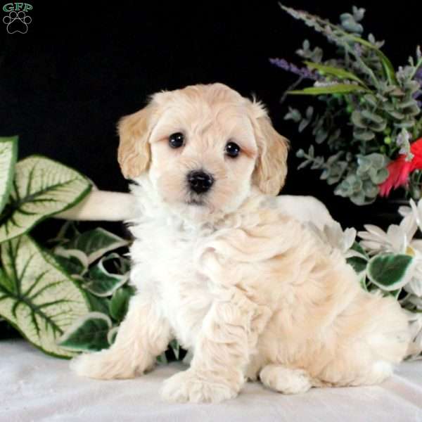 Riley, Maltipoo Puppy