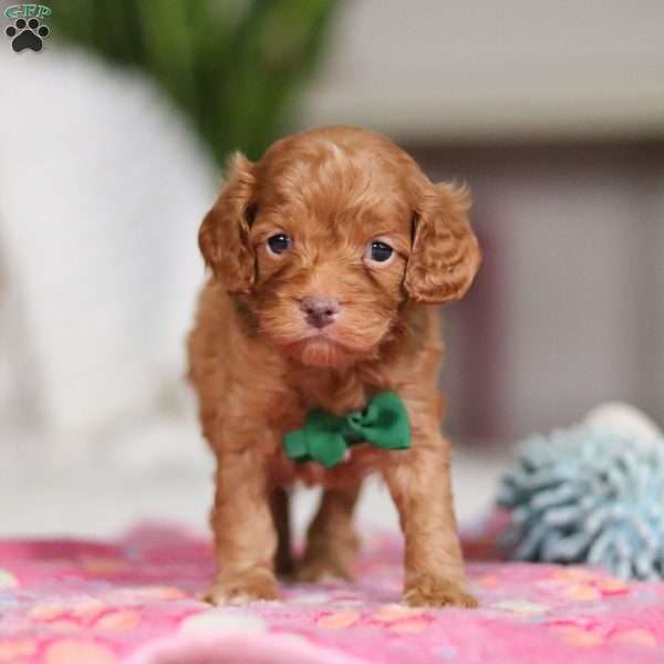 Riley, Cockapoo Puppy