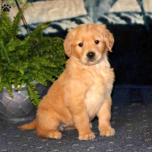 Rilynn, Golden Retriever Puppy