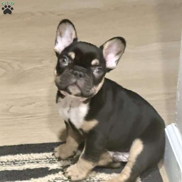 Rio, French Bulldog Puppy