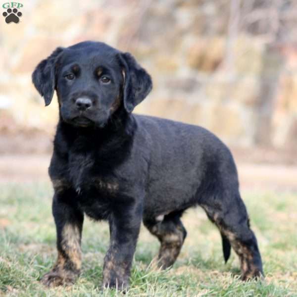 Ripple, Black Labrador Retriever Puppy