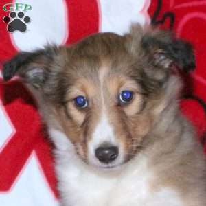 Rita, Sheltie Puppy