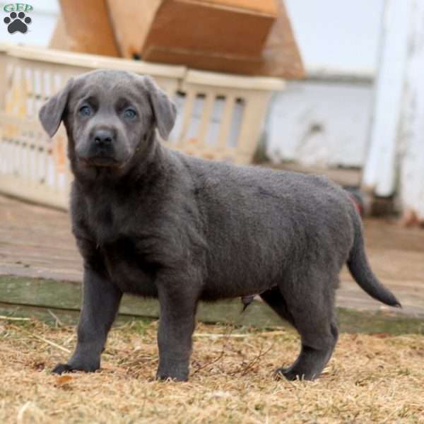 Ritz, Charcoal Labrador Retriever Puppy