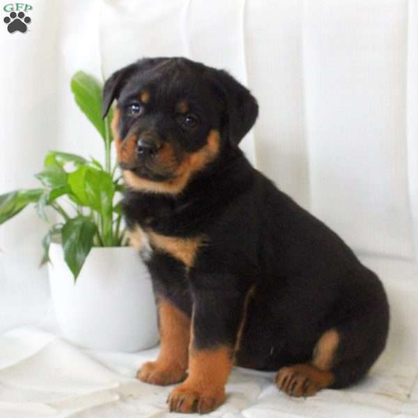 River, Rottweiler Puppy