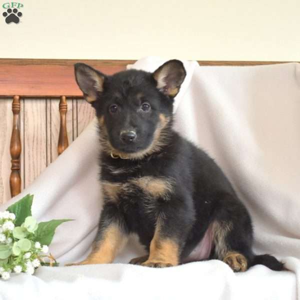 River, German Shepherd Puppy